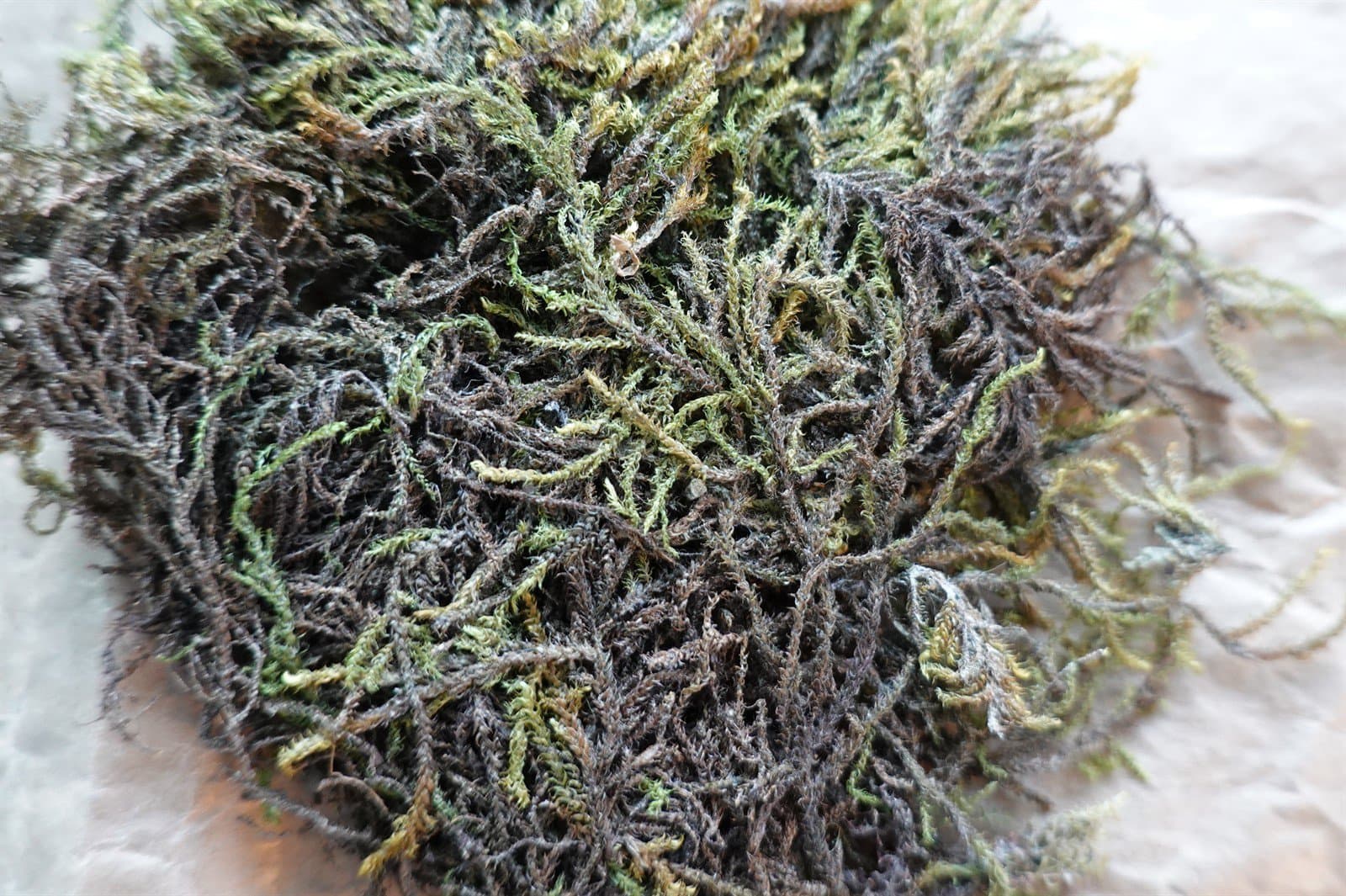 Cratoneuron curvicaule (Jur.) G.Roth