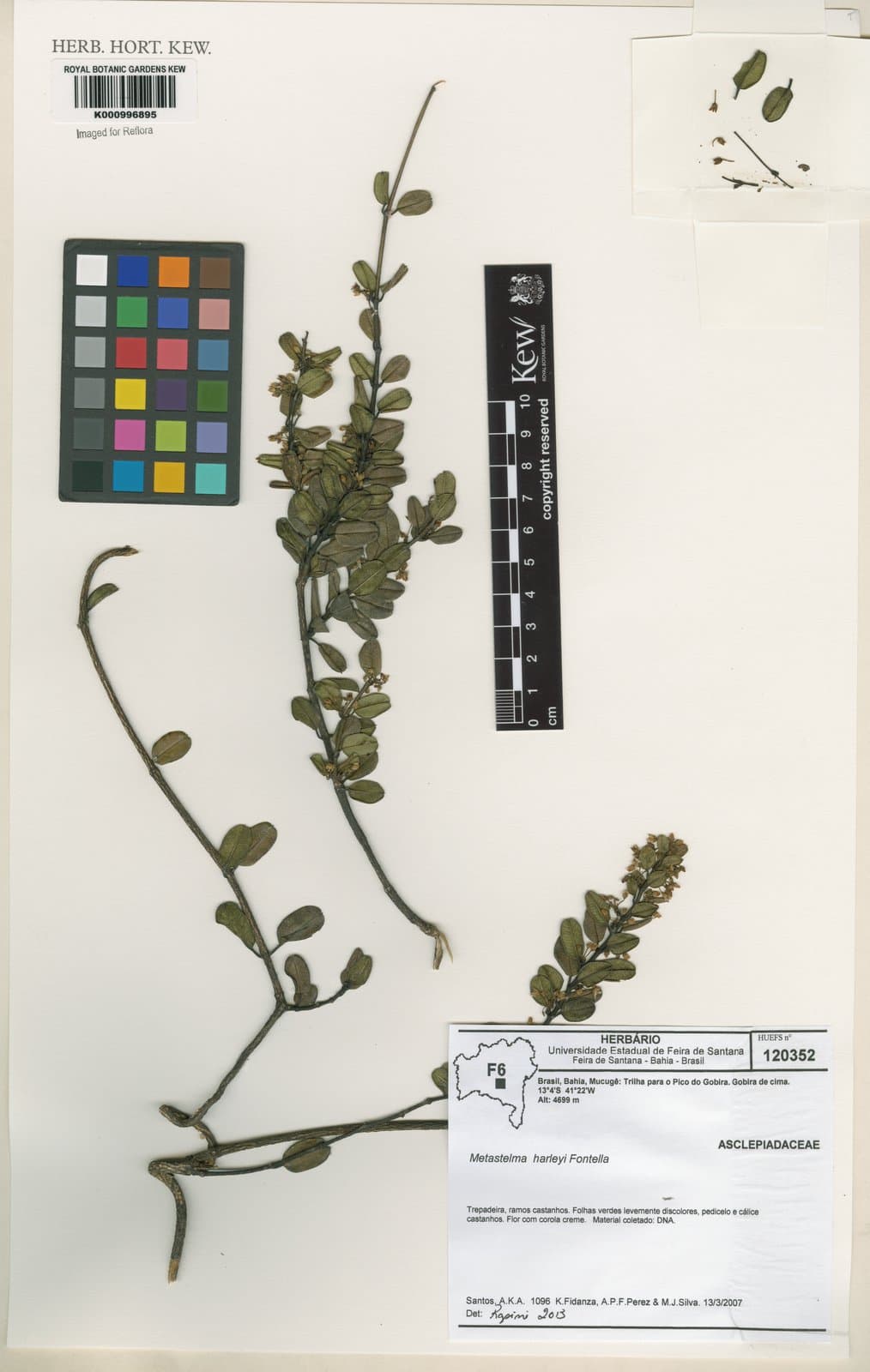 Metastelma harleyi Fontella