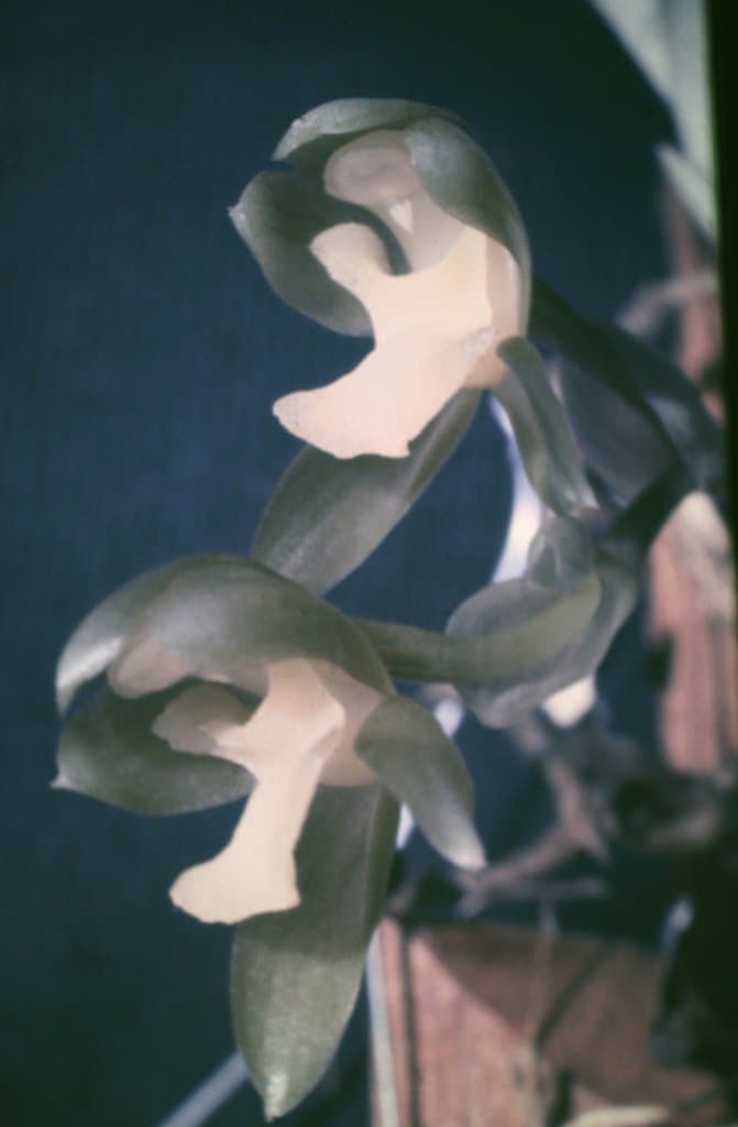 Batemannia armillata Rchb.f.