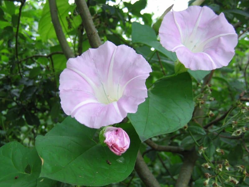 Calystegia ×pulchra Brumm. & Heywood