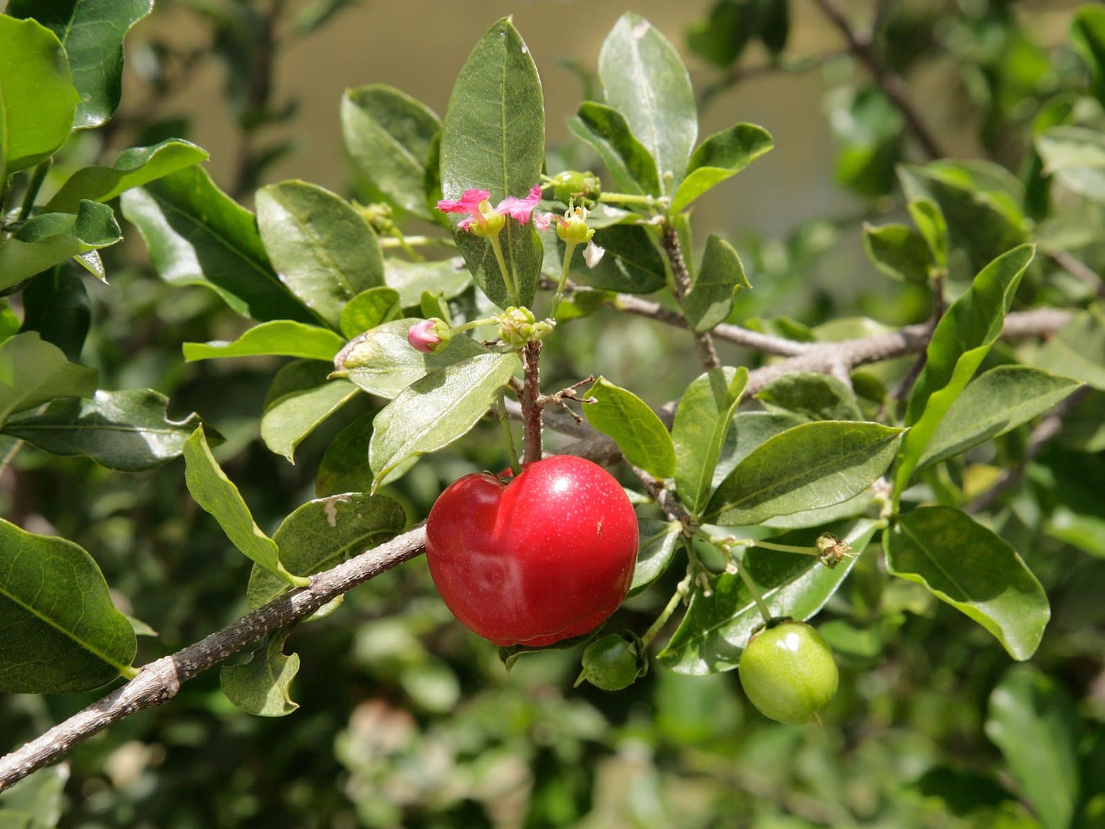 Malpighia emarginata DC.