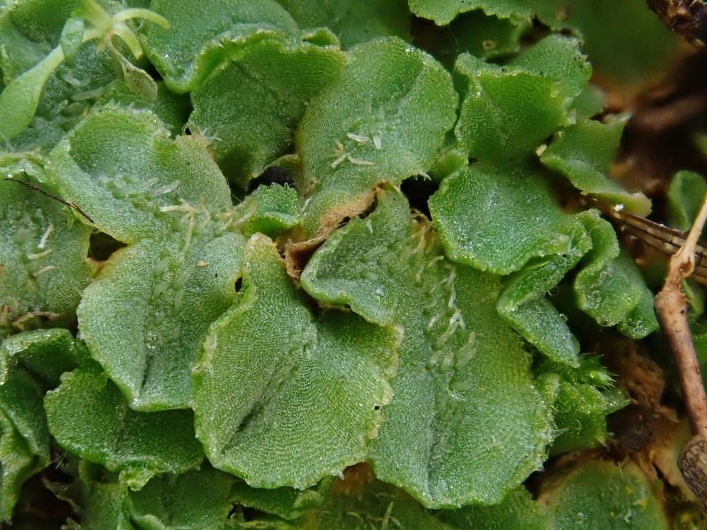 Riccia ciliifera Link ex Lindenb.