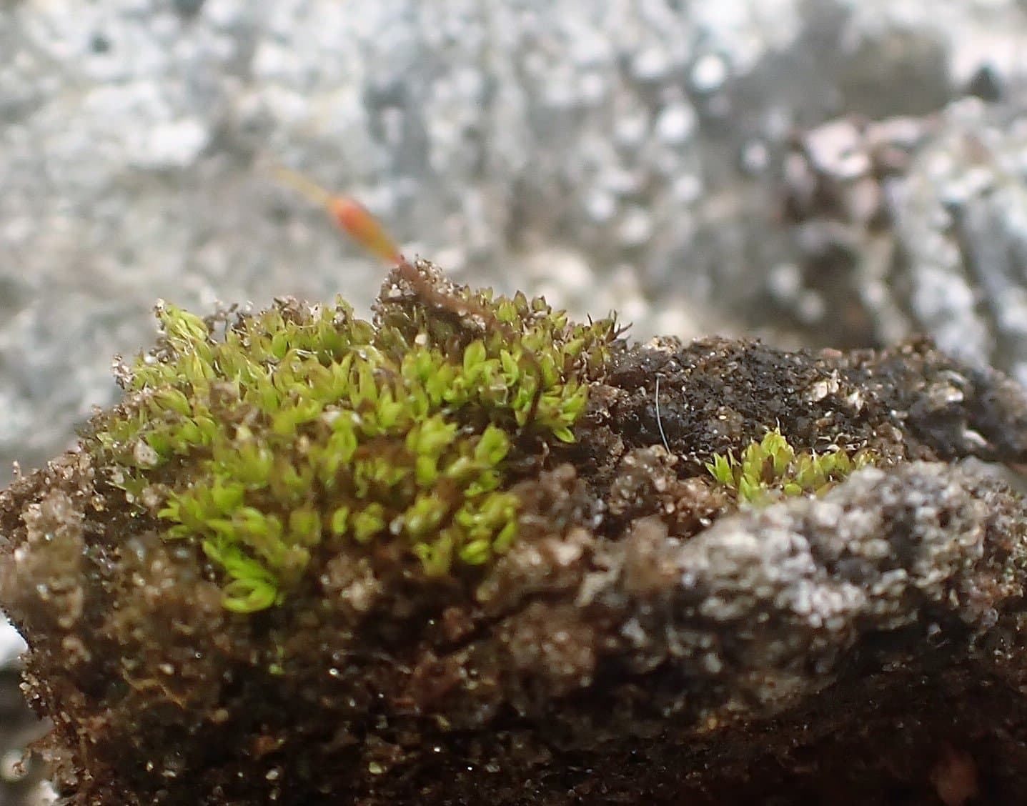 Encalypta longicolla Bruch