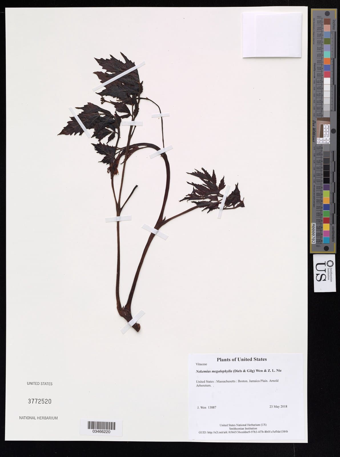 Nekemias megalophylla (Diels & Gilg) J.Wen & Z.L.Nie