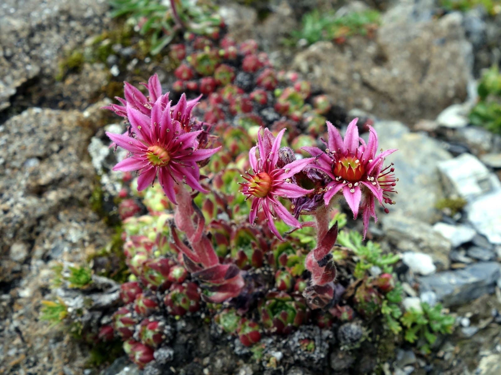 Sempervivum ×barbulatum Schott