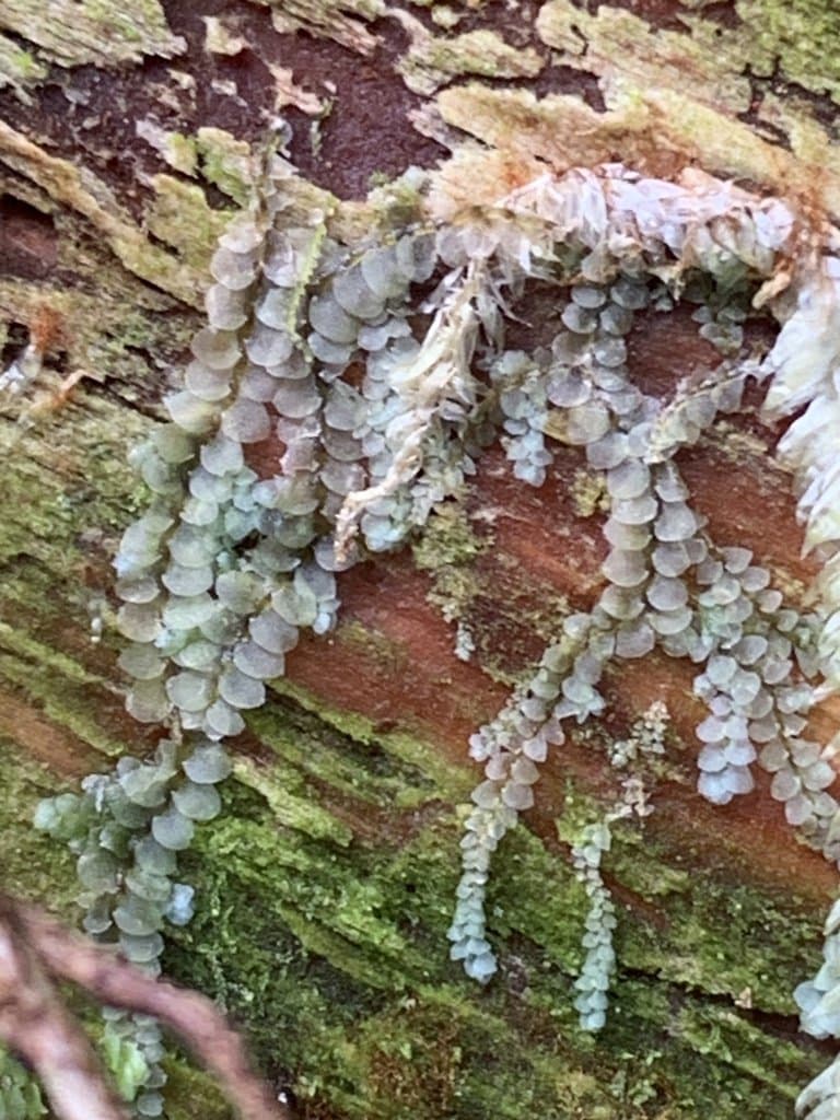 Calypogeia azurea Stotler & Crotz