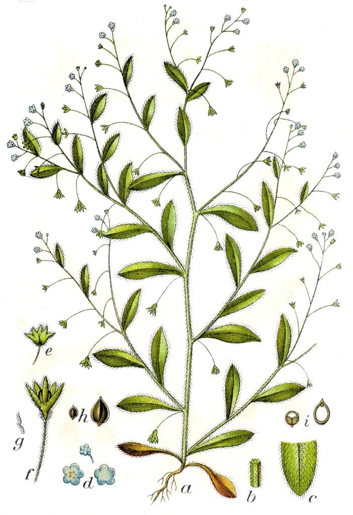 Myosotis sparsiflora J.C.Mikan ex Pohl