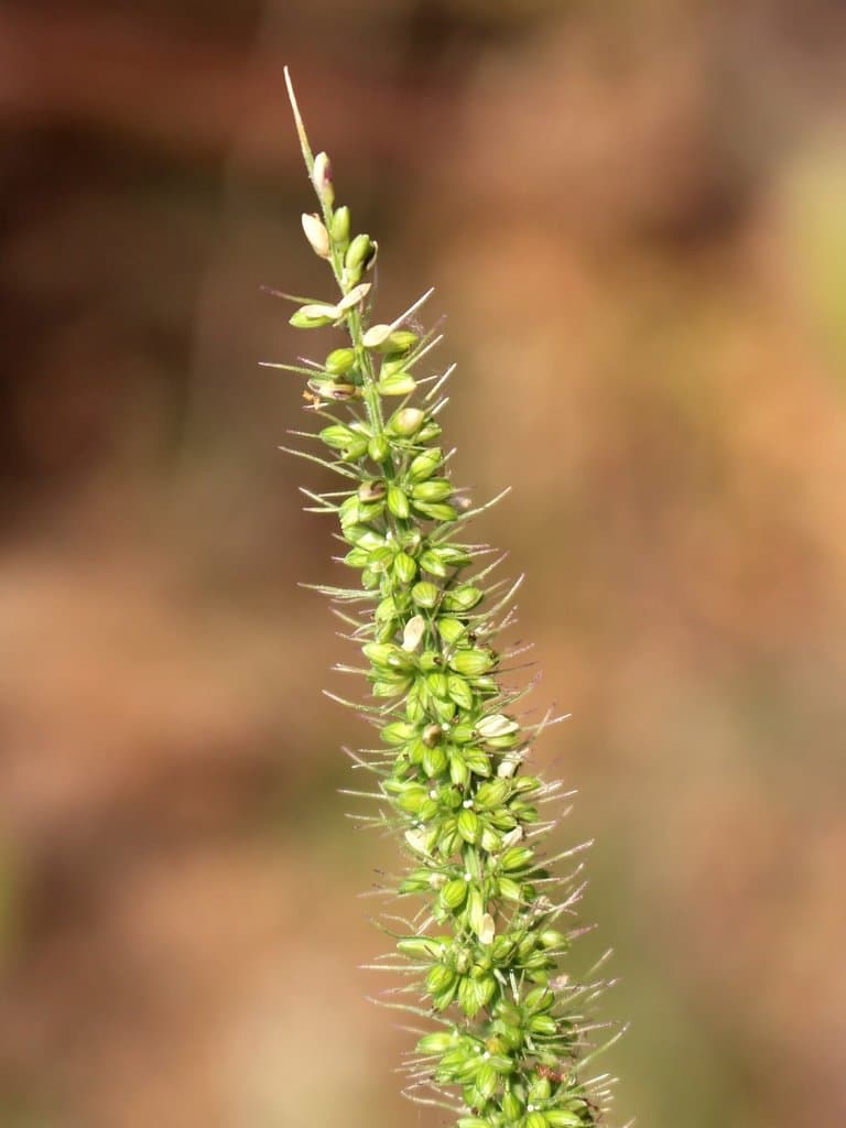 Setaria verticillata (L.) P.Beauv.