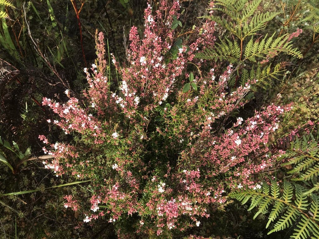 Leucopogon capitellatus DC.