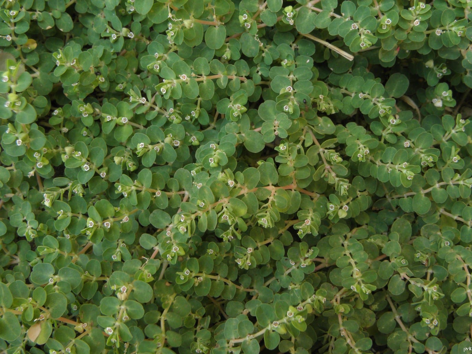 Euphorbia chamaesyce L.