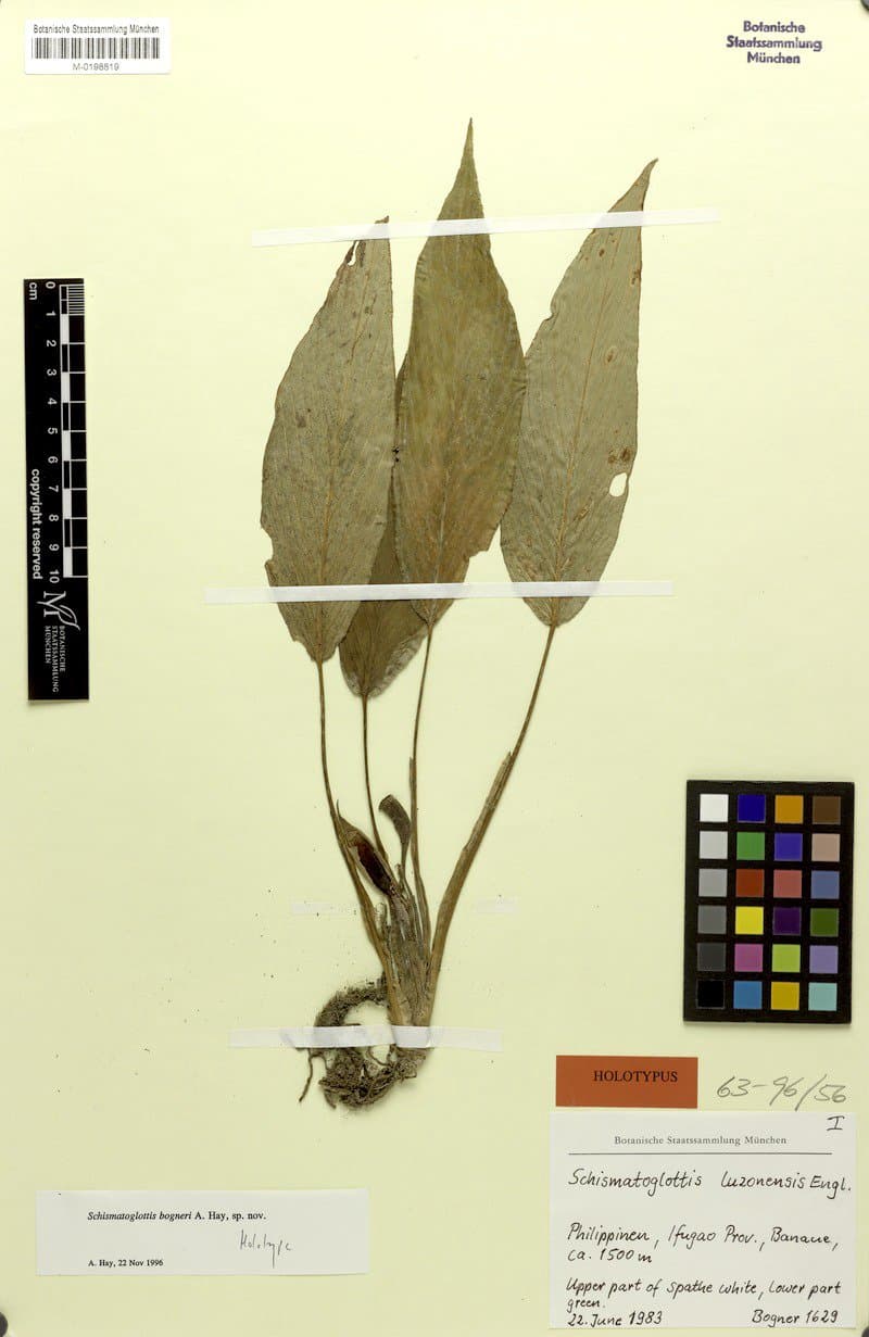 Schismatoglottis bogneri A.Hay