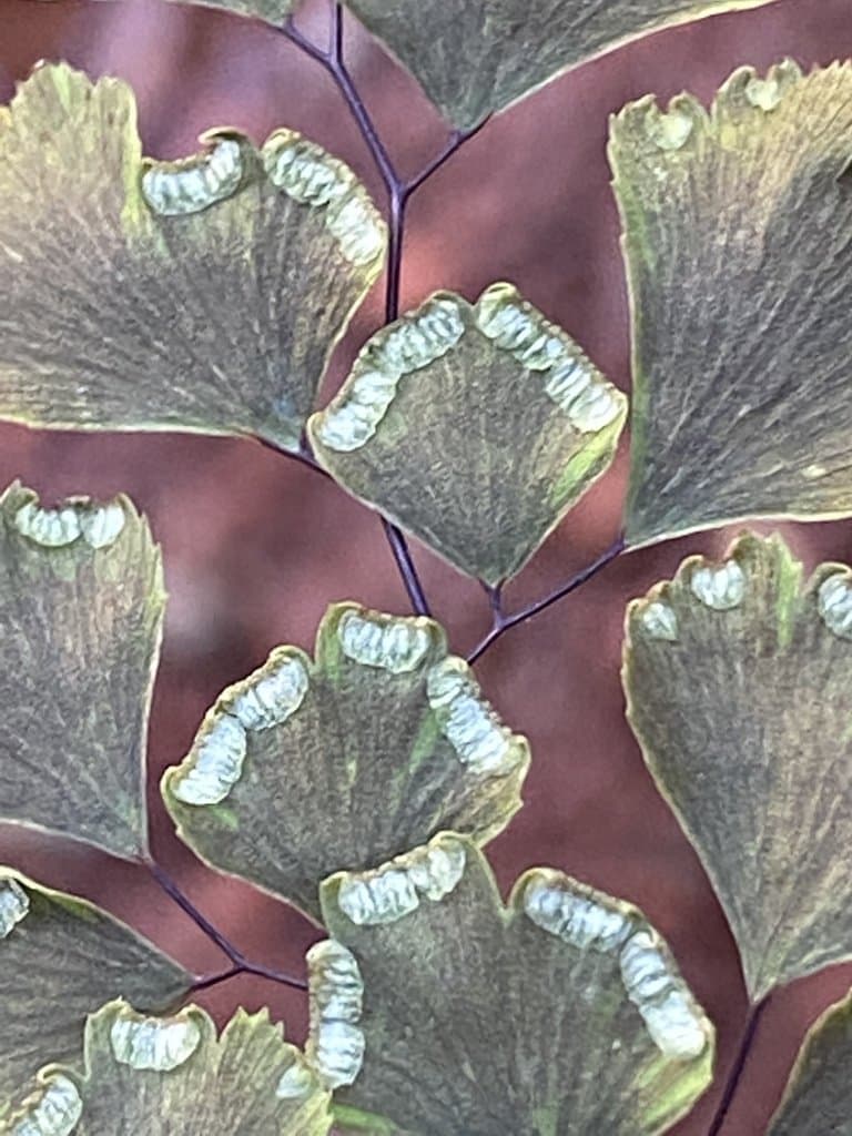 Adiantum capillus-veneris L.