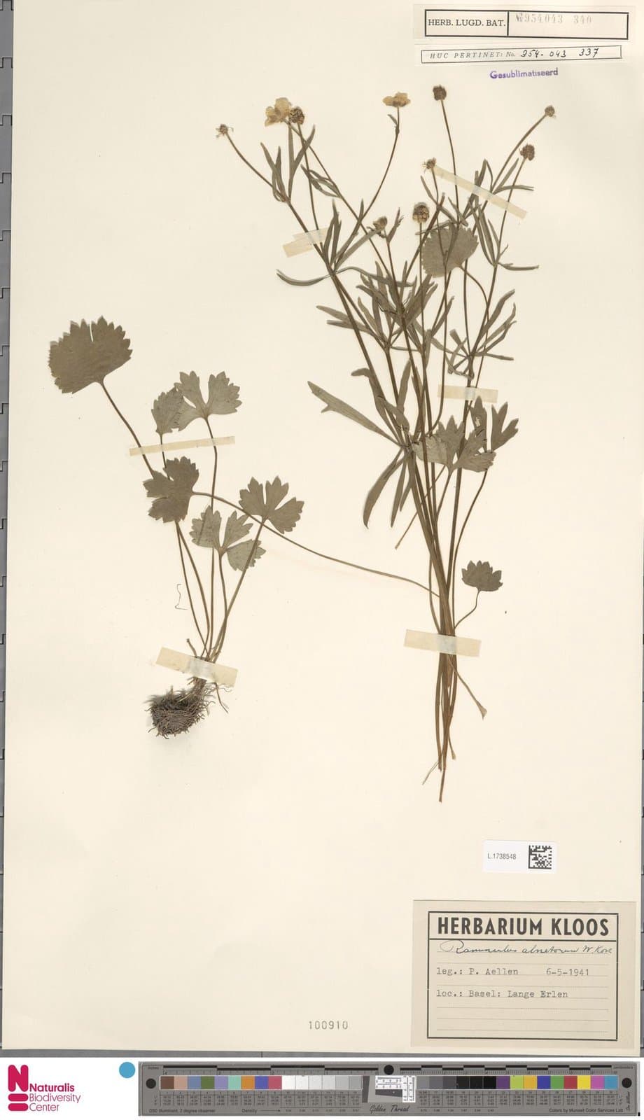 Ranunculus alnetorum W.Koch