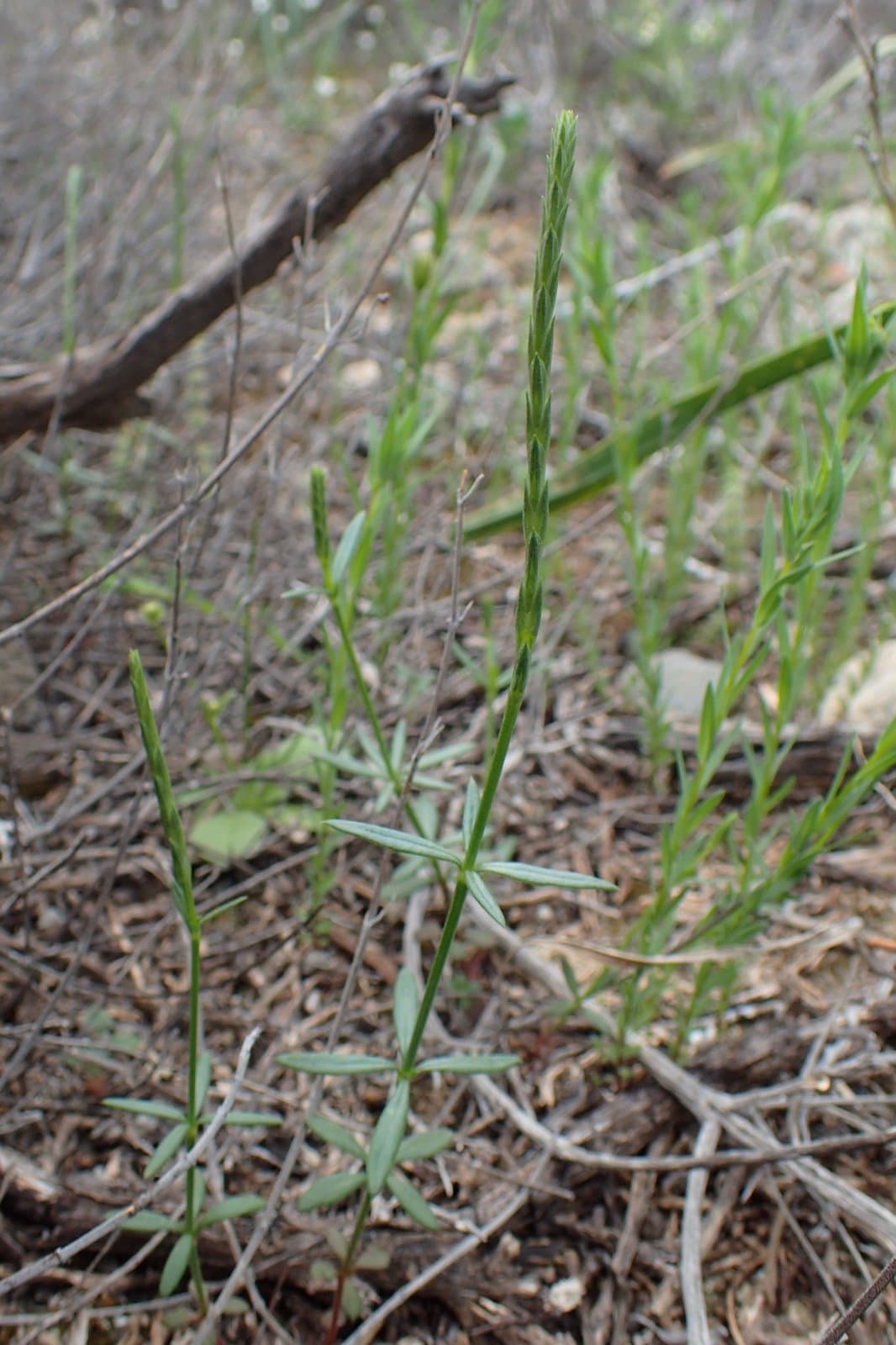 Crucianella latifolia L.