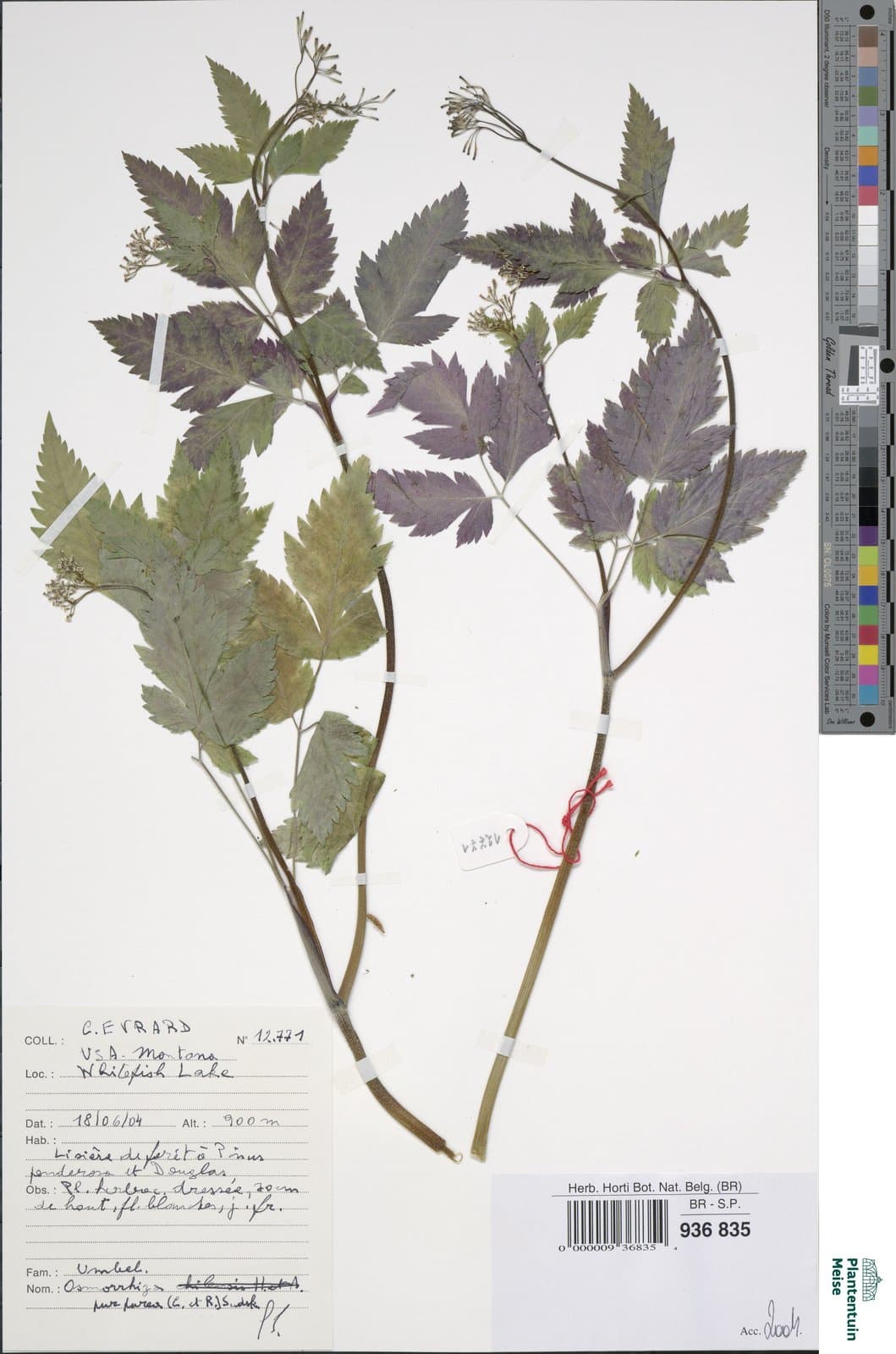 Osmorrhiza purpurea Suksd.