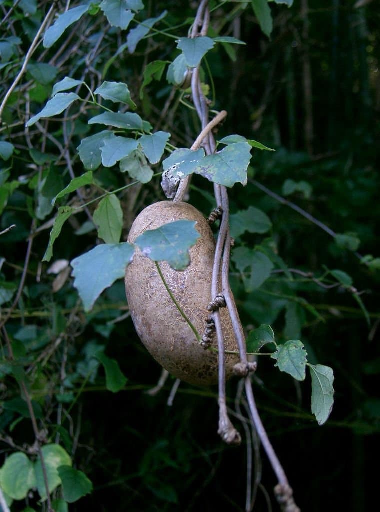 Akebia trifoliata (Thunb.) Koidz.