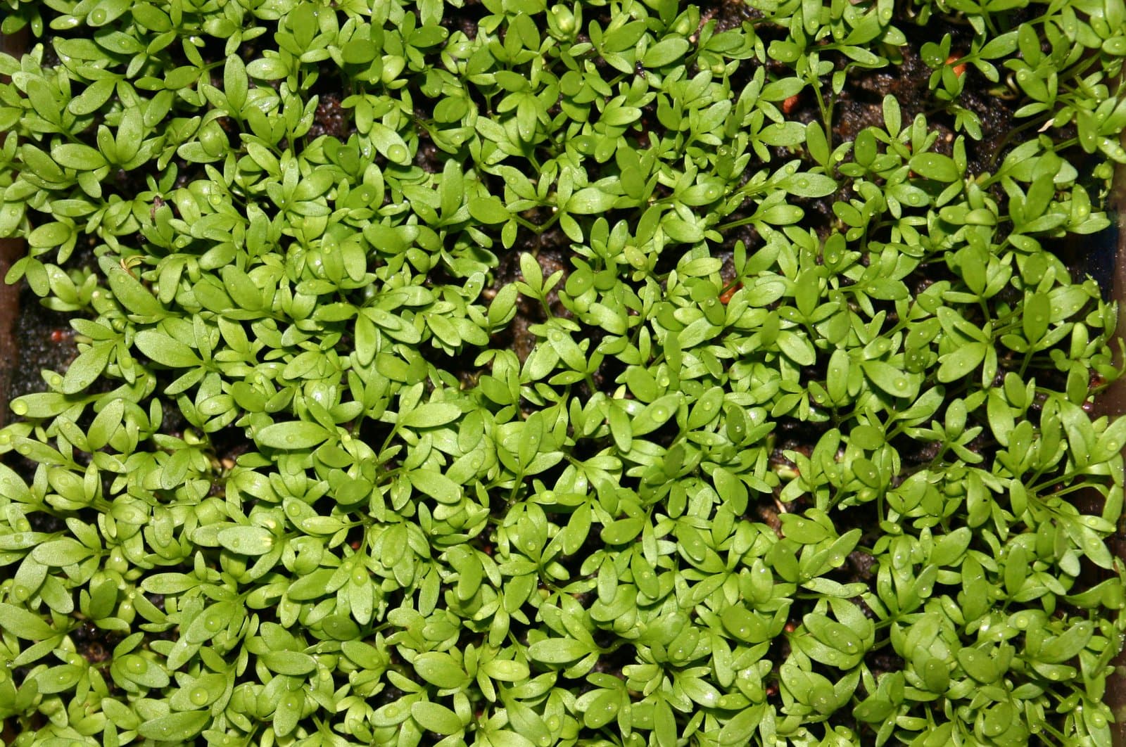 Lepidium sativum L.