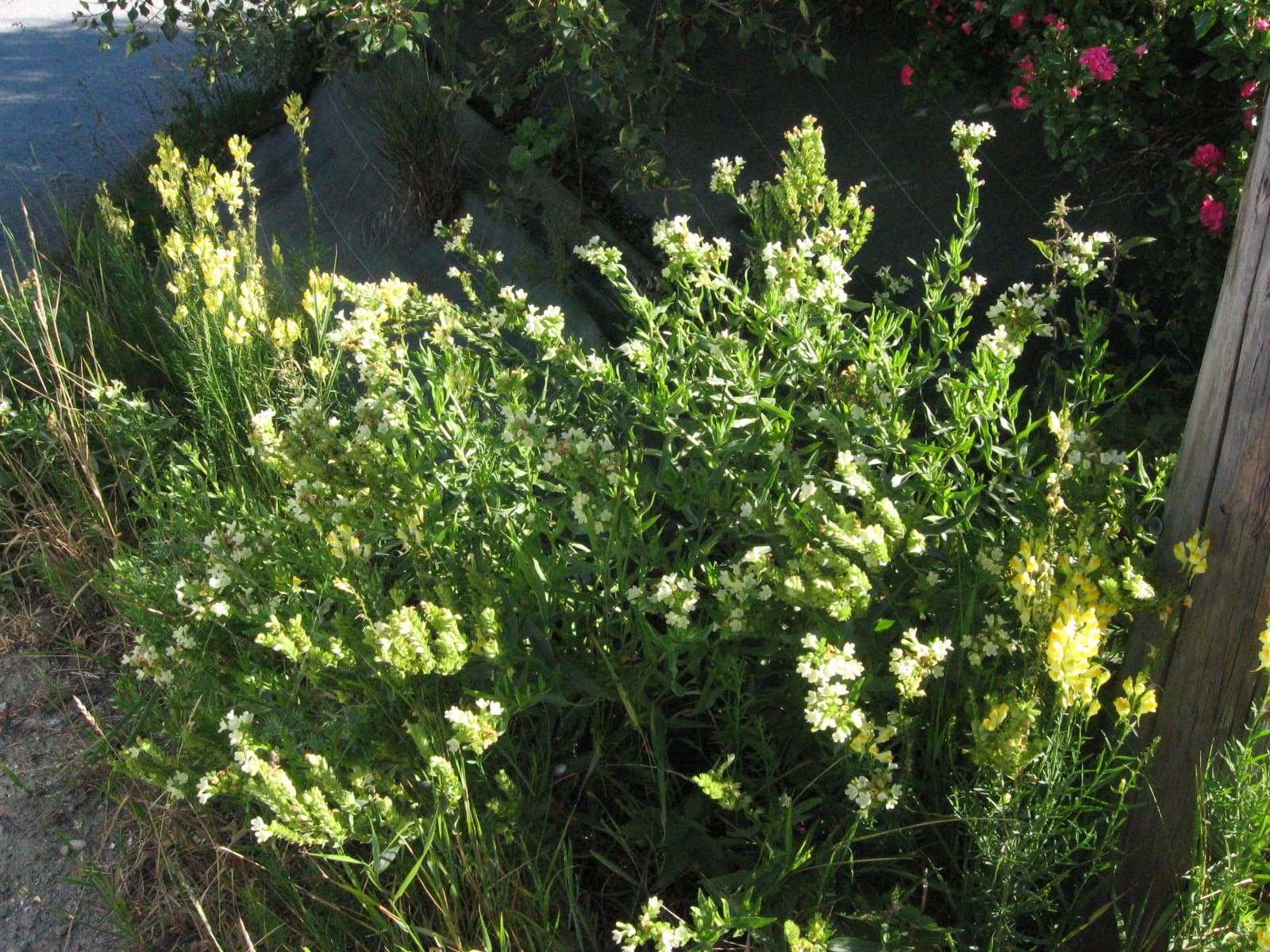 Anchusa ochroleuca M.Bieb.