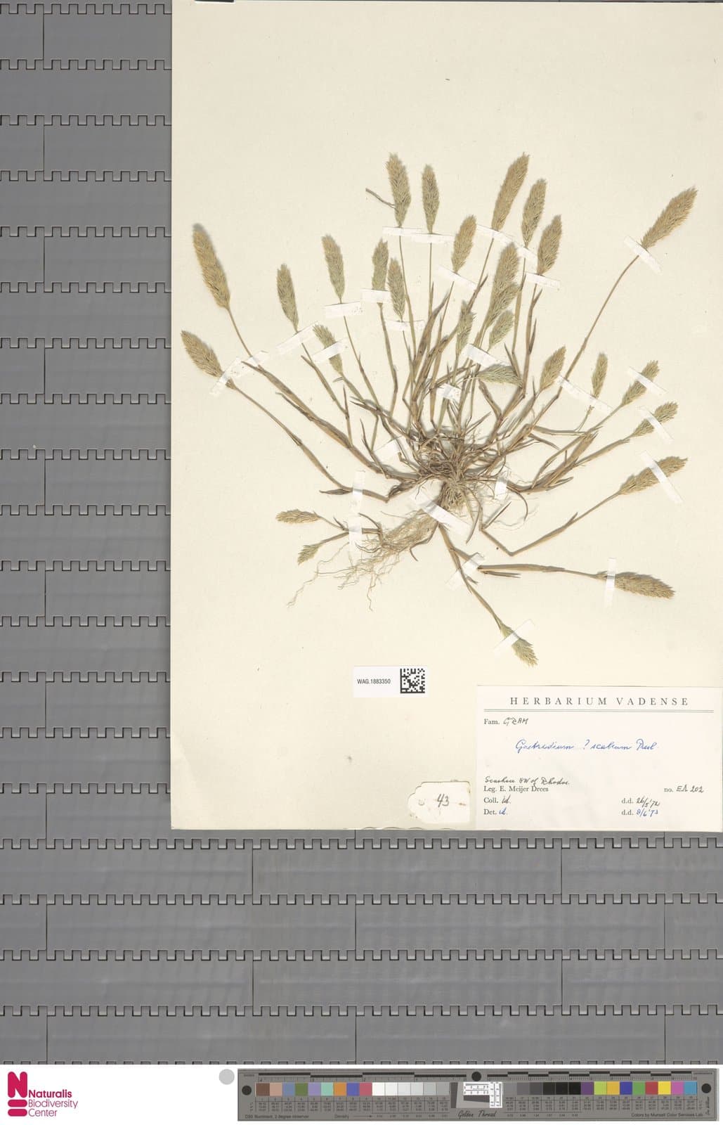 Gastridium scabrum C.Presl