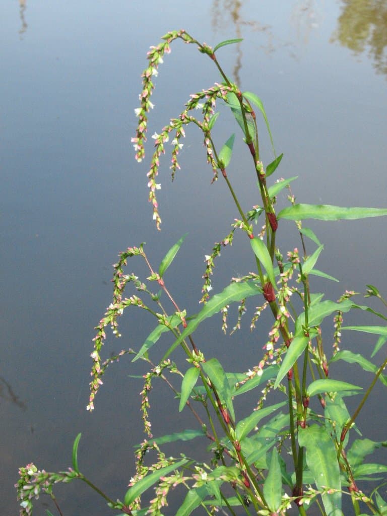 Persicaria hydropiper (L.) Spach