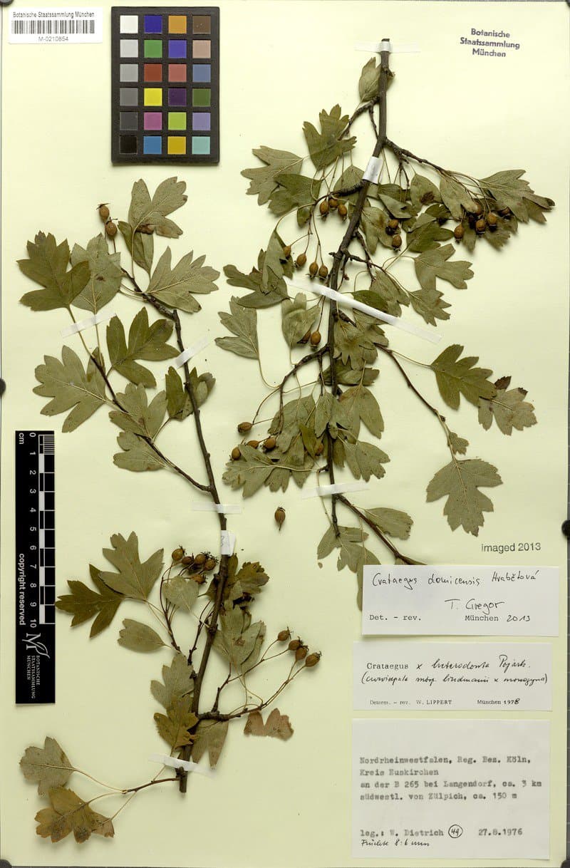 Crataegus ×domicensis Hrabetová