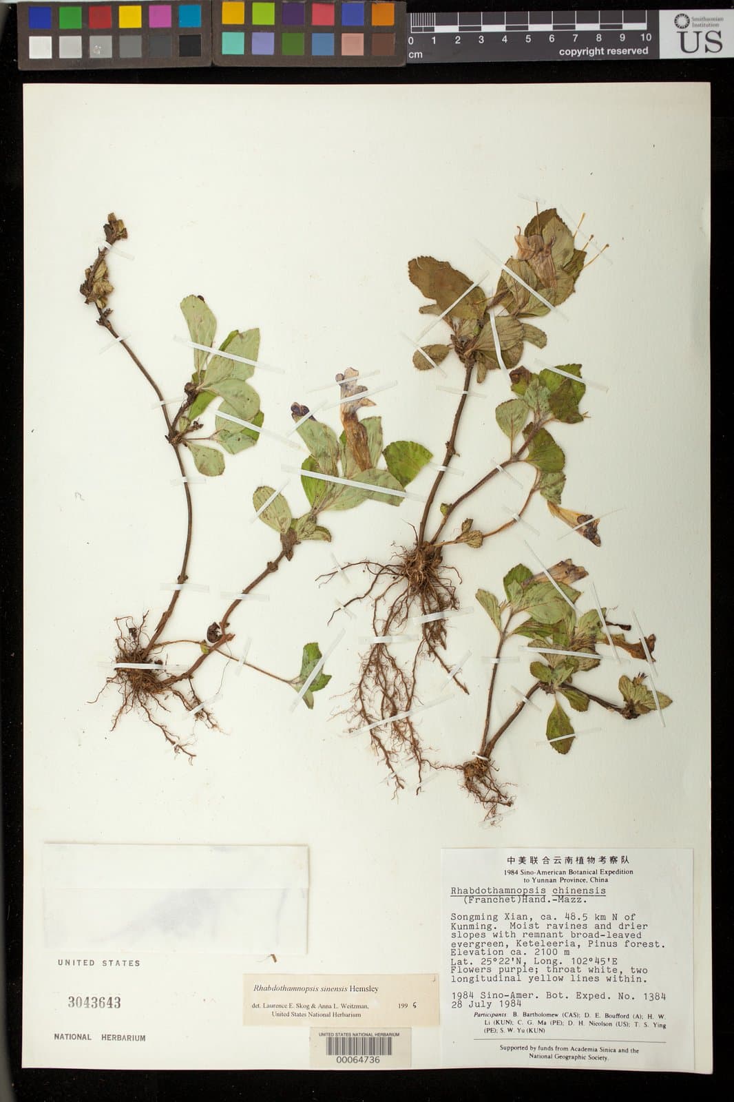 Rhabdothamnopsis sinensis Hemsl.