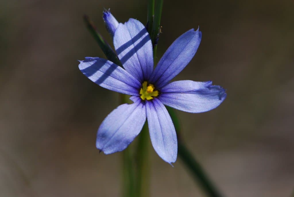 Sisyrinchium montanum Greene