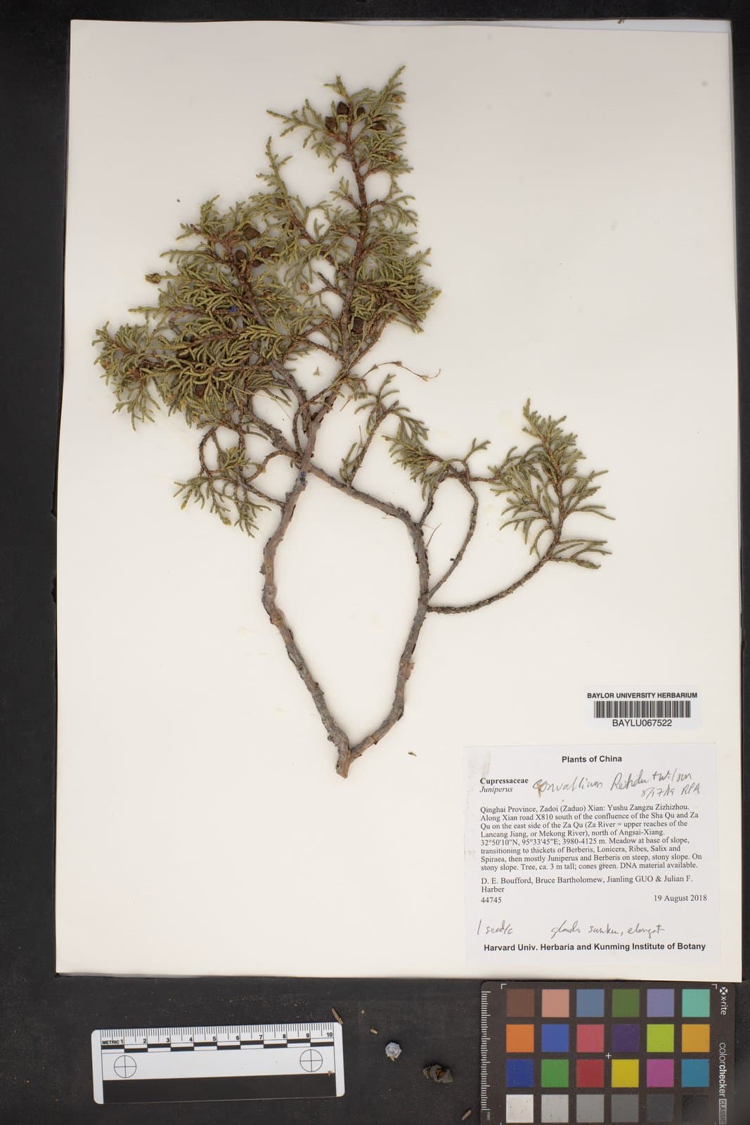 Juniperus convallium Rehd. & E.H.Wilson