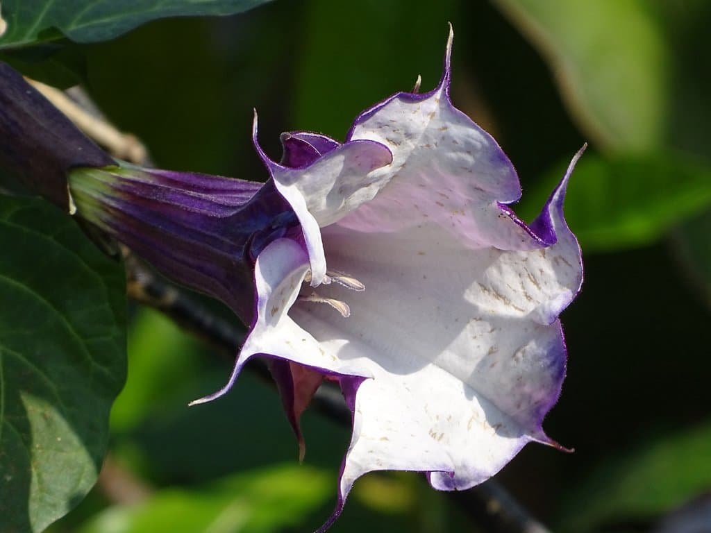 Datura metel L.