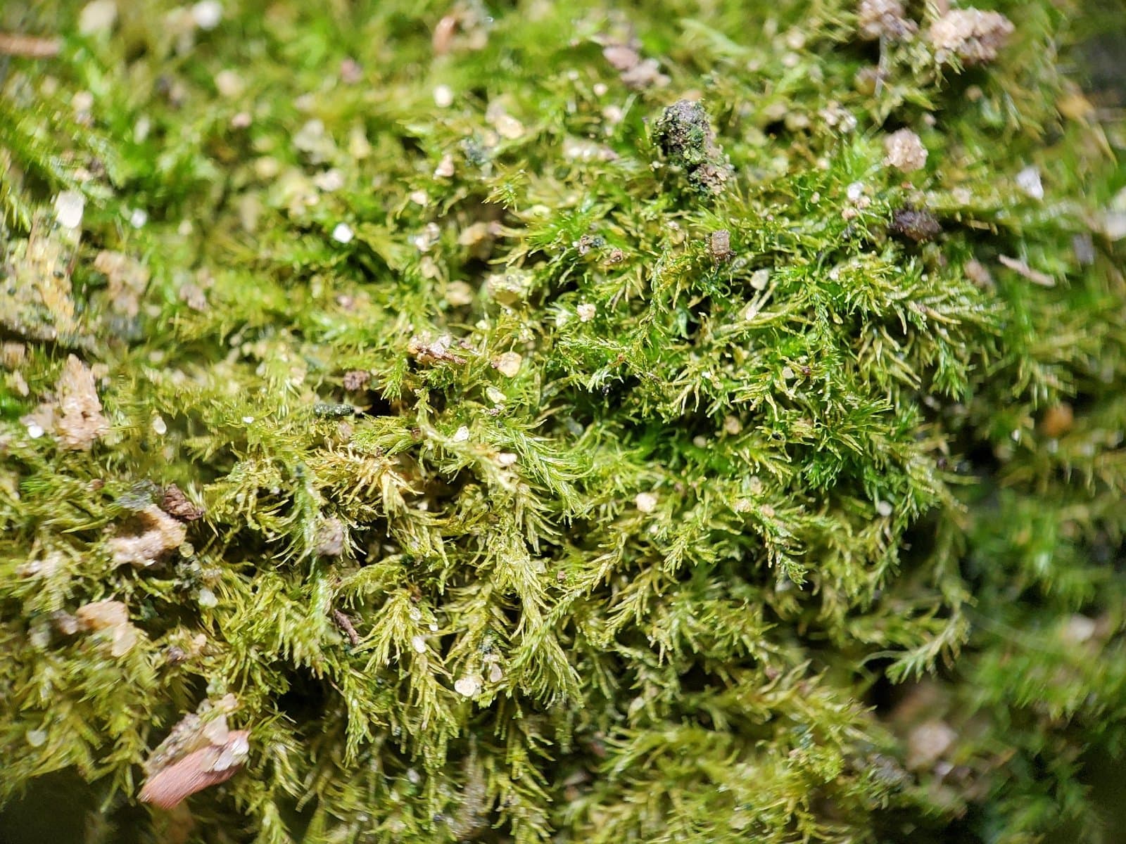 Conardia compacta (Müll.Hal.) H.Rob.