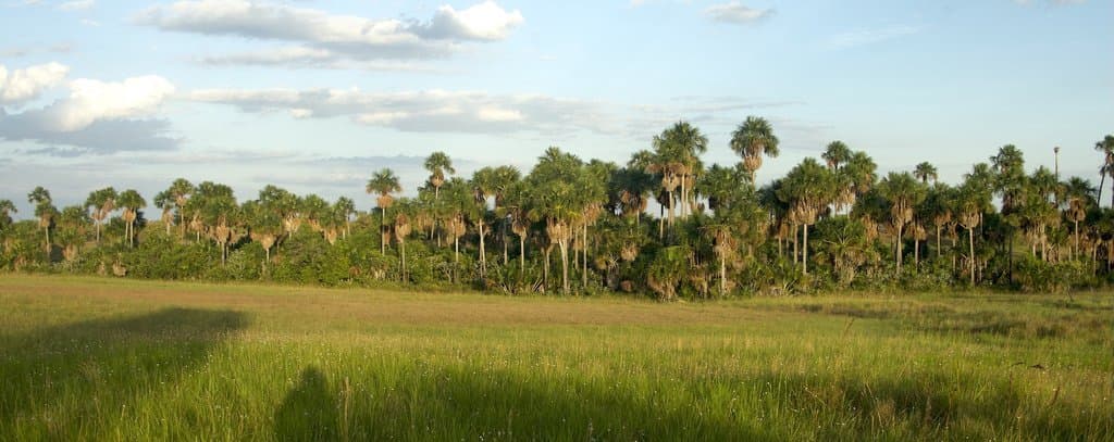 Mauritia flexuosa L.f.