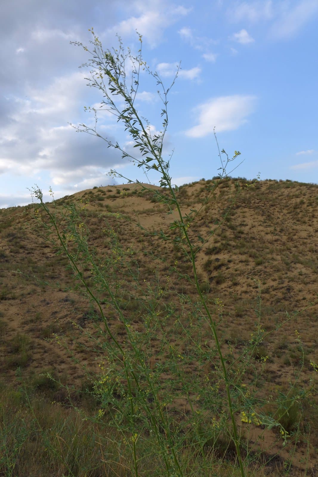 Melilotus polonicus (L.) Pall.
