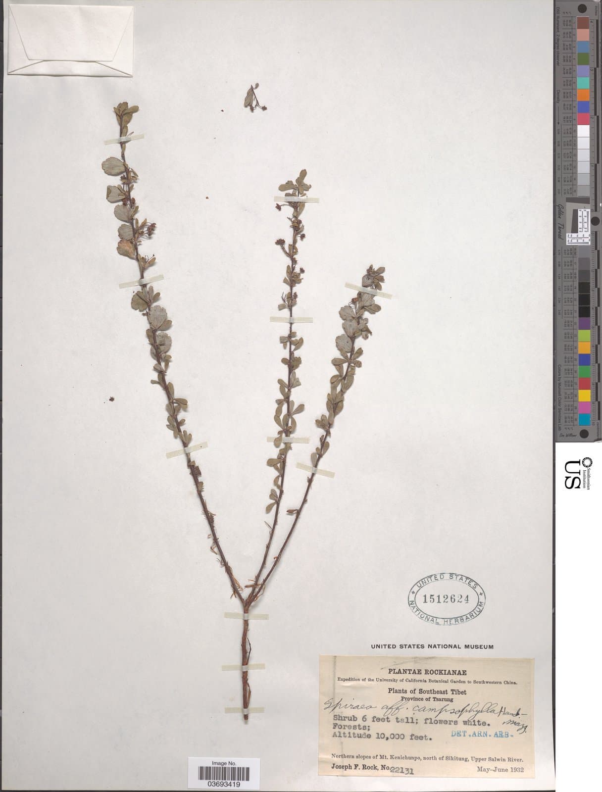 Spiraea compsophylla Hand.-Mazz.