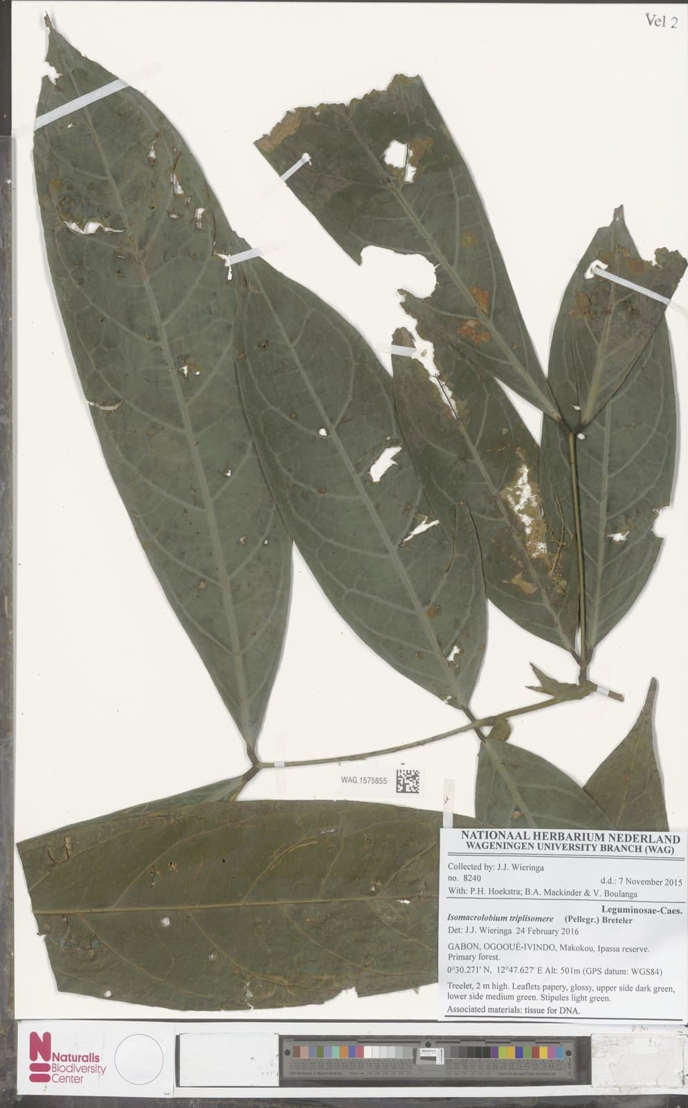 Englerodendron triplisomere (Pellegr.) Estrella & Ojeda