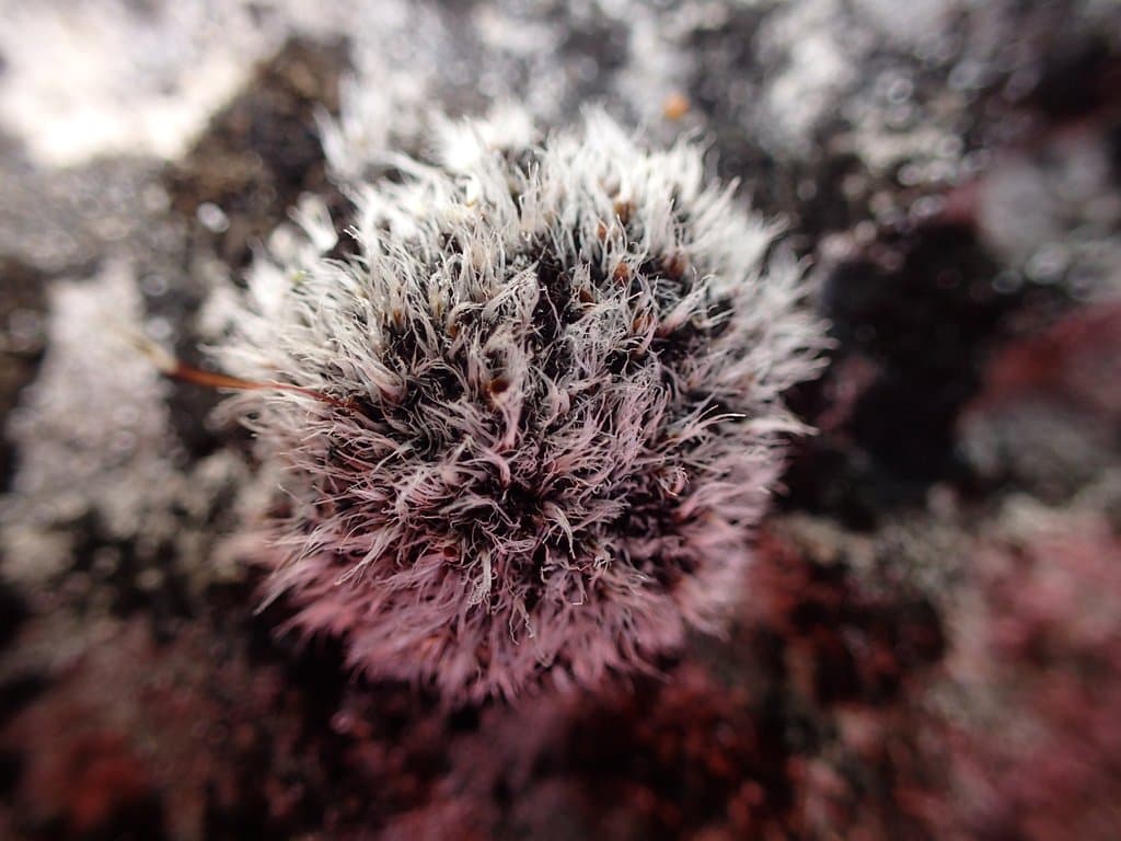 Grimmia plagiopodia Hedw.