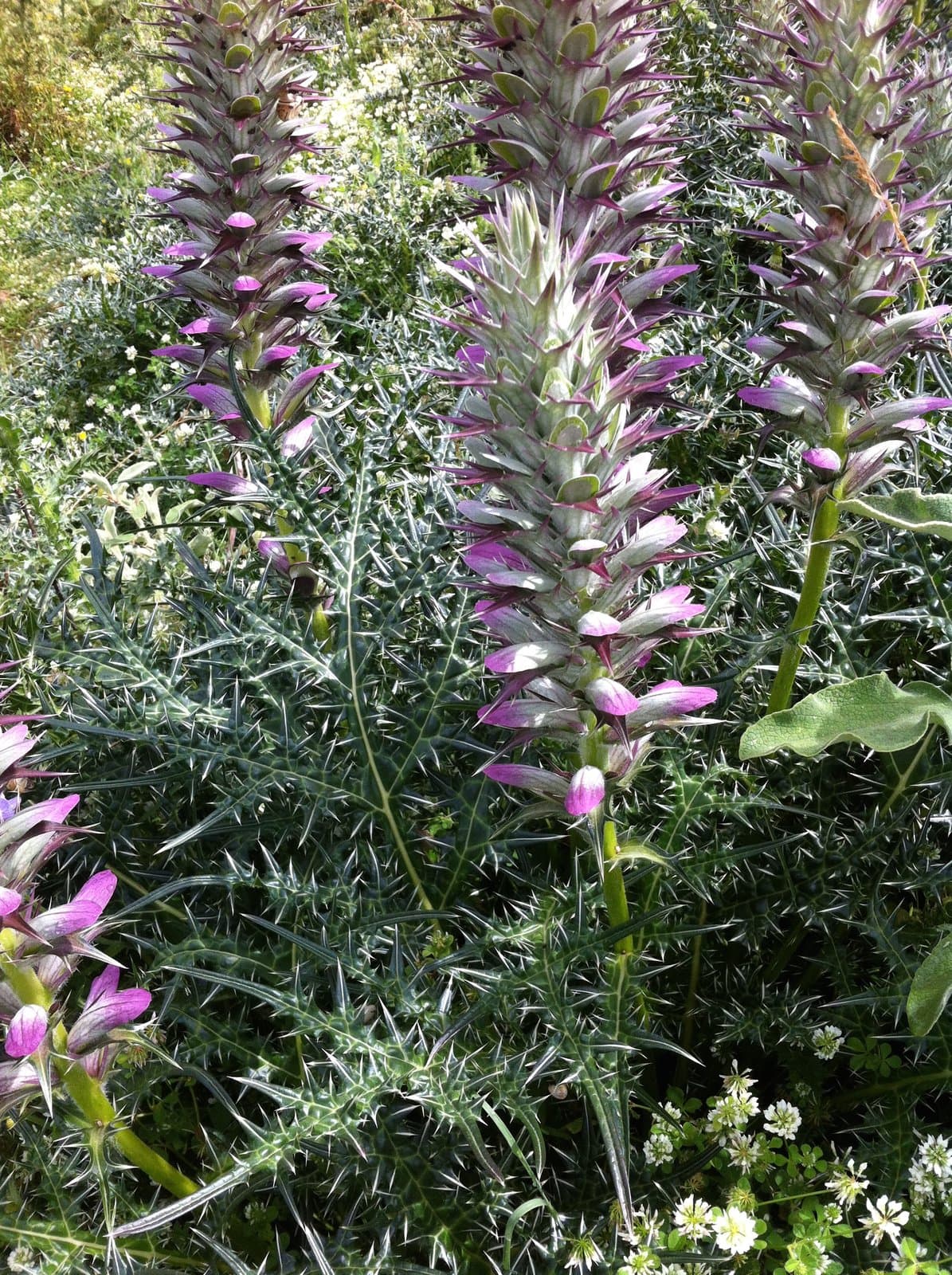 Acanthus spinosus L.