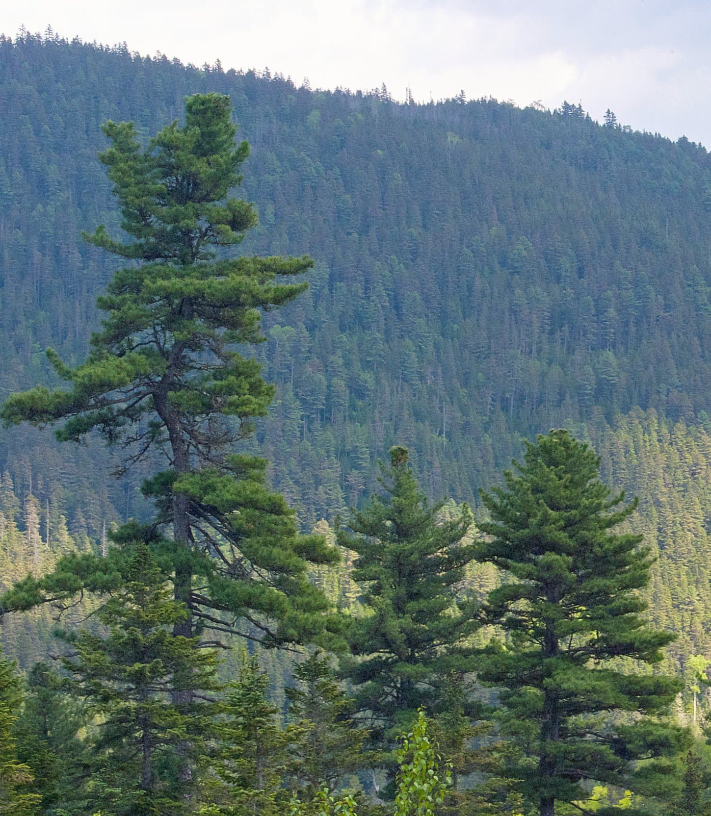 Pinus koraiensis Siebold & Zucc.