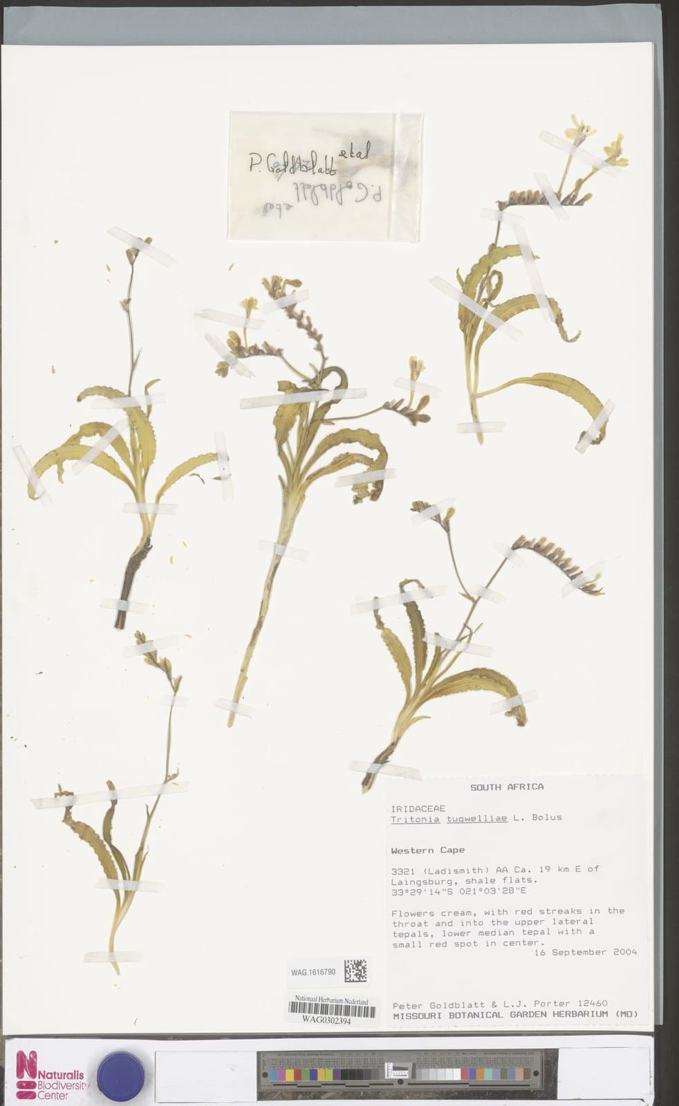 Tritonia tugwelliae L.Bolus