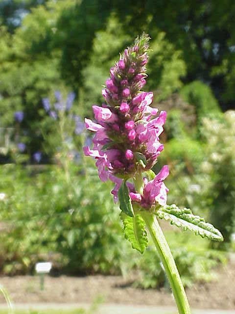 Stachys affinis Bunge