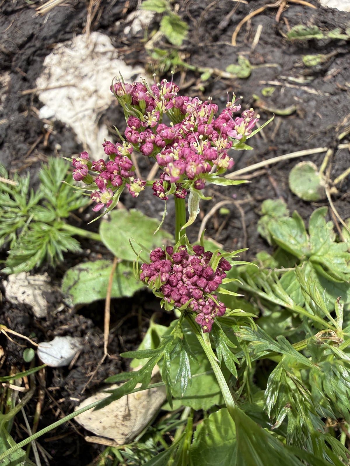 Mutellina adonidifolia (J.Gay) Gutermann
