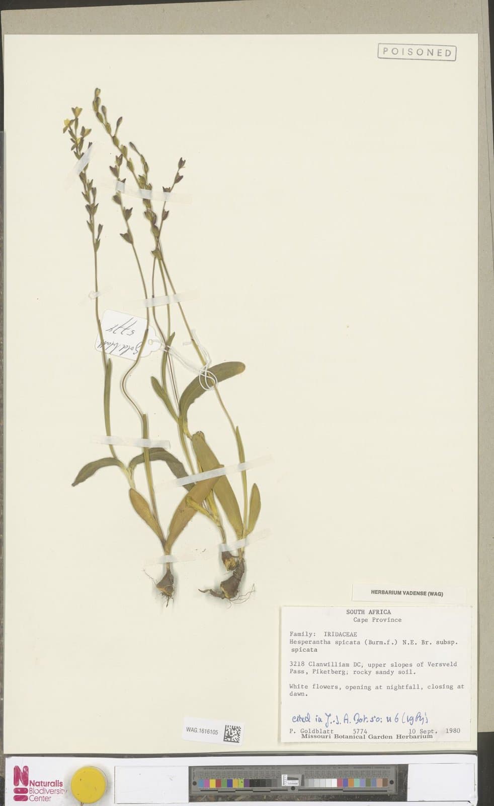 Hesperantha spicata (Burm.f.) N.E.Br.