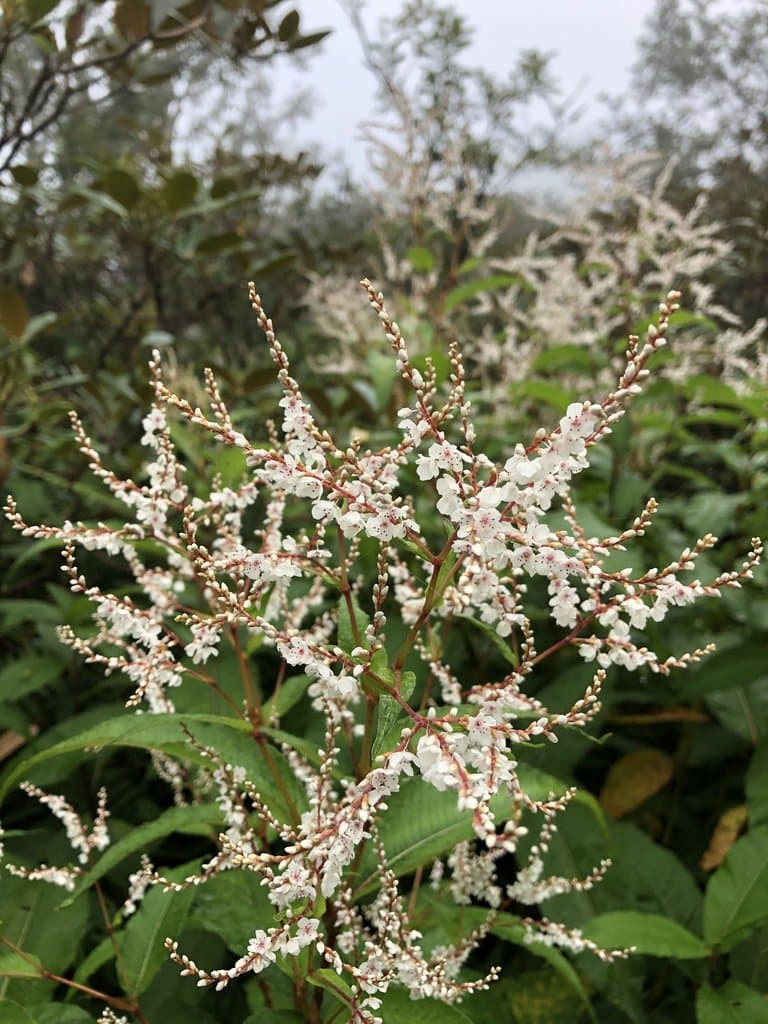 Koenigia polystachya (Wall. ex Meisn.) T.M.Schust. & Reveal