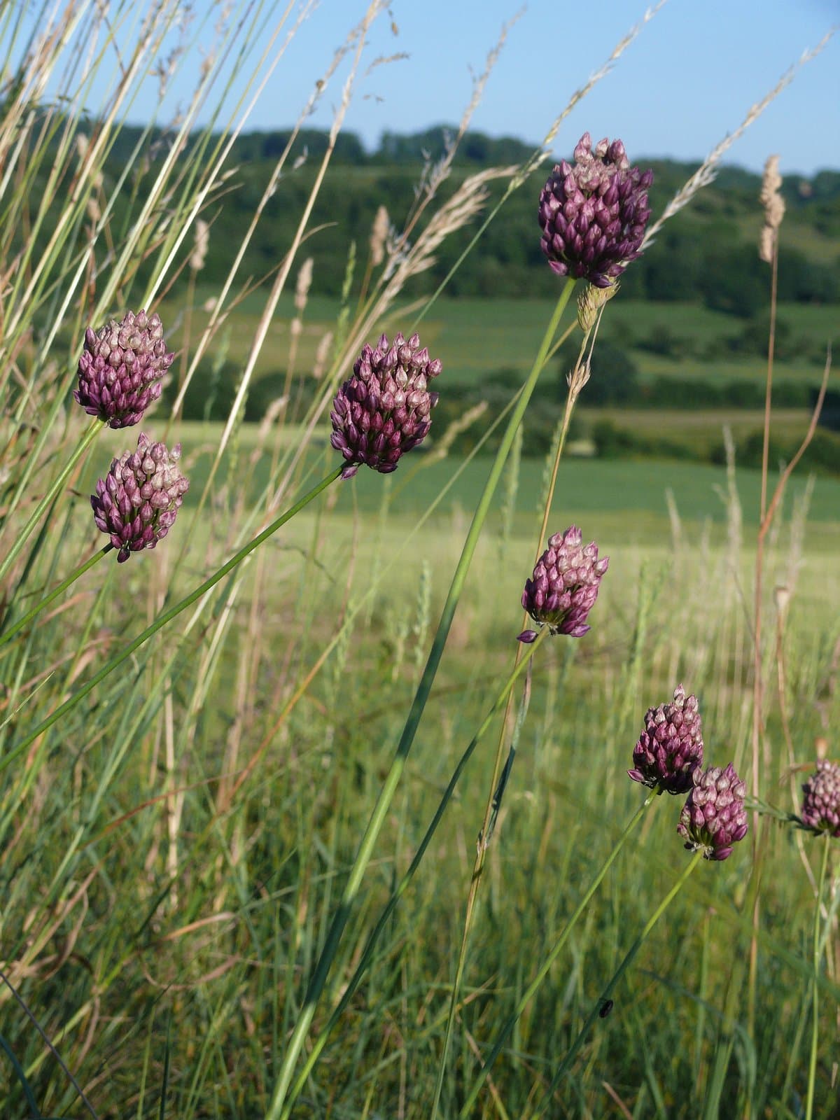 Allium rotundum L.