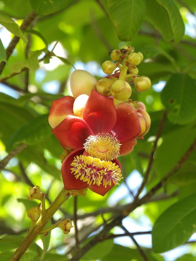 Couroupita guianensis Aubl.