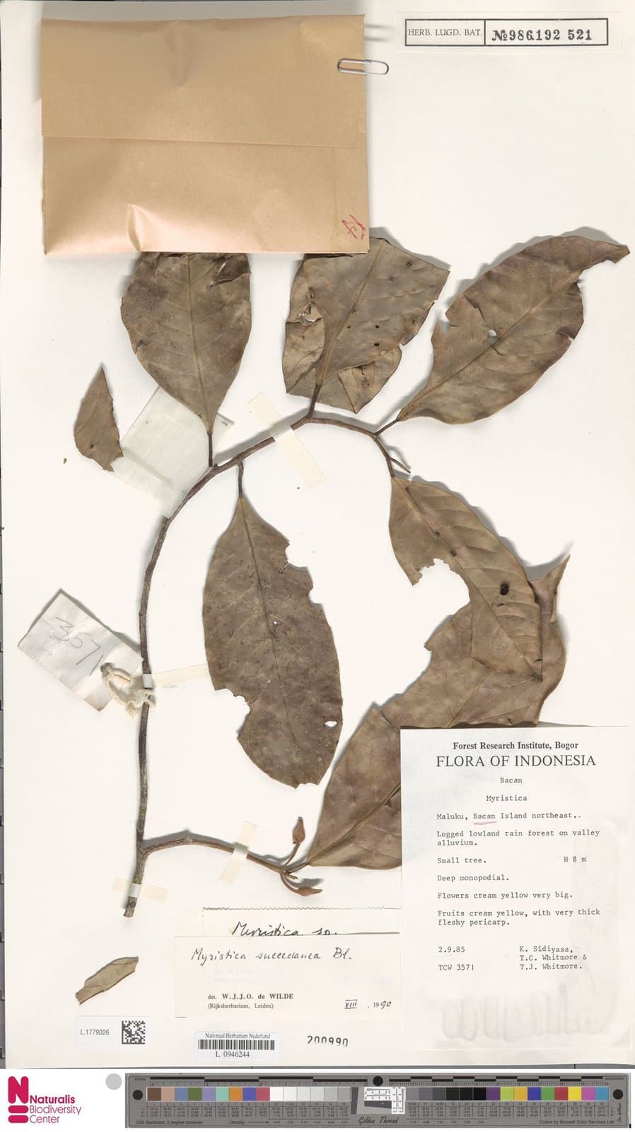 Myristica succedanea Blume