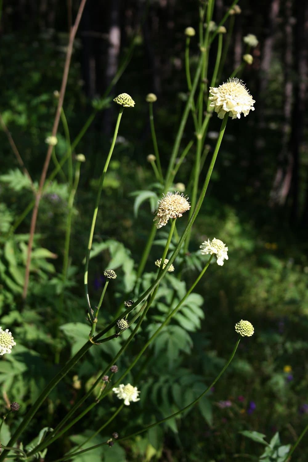 Cephalaria gigantea (Ledeb.) Bobrov