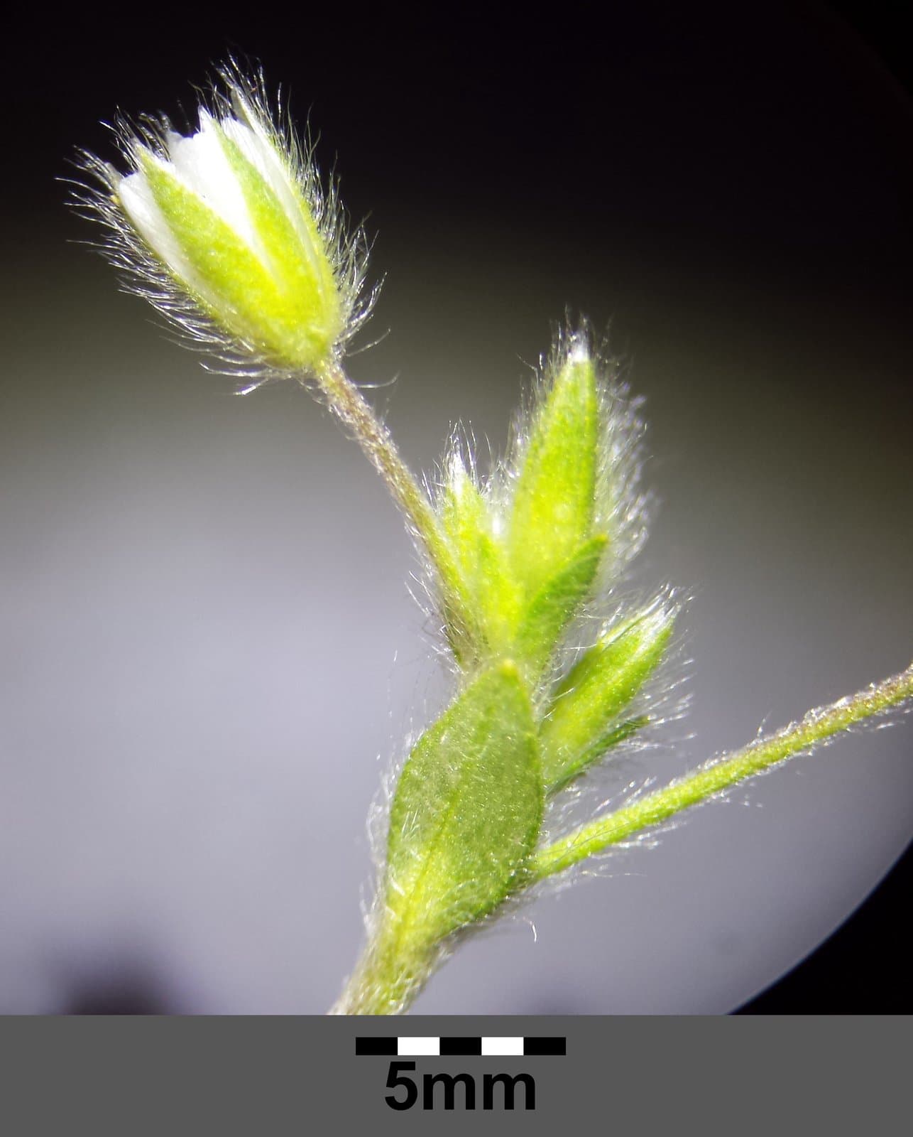 Cerastium tenoreanum Ser.