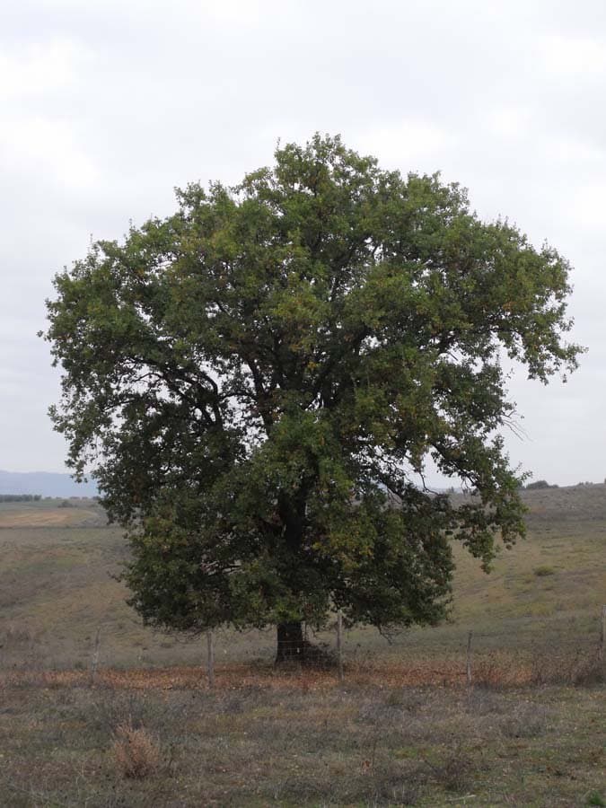 Quercus pubescens Willd.