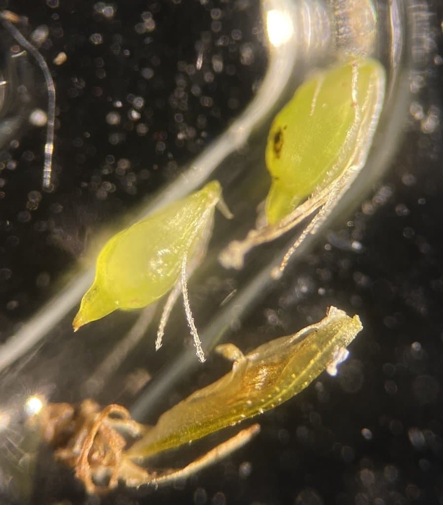 Eleocharis parvula (Roem. & Schult.) Link ex Bluff, Nees & Schauer