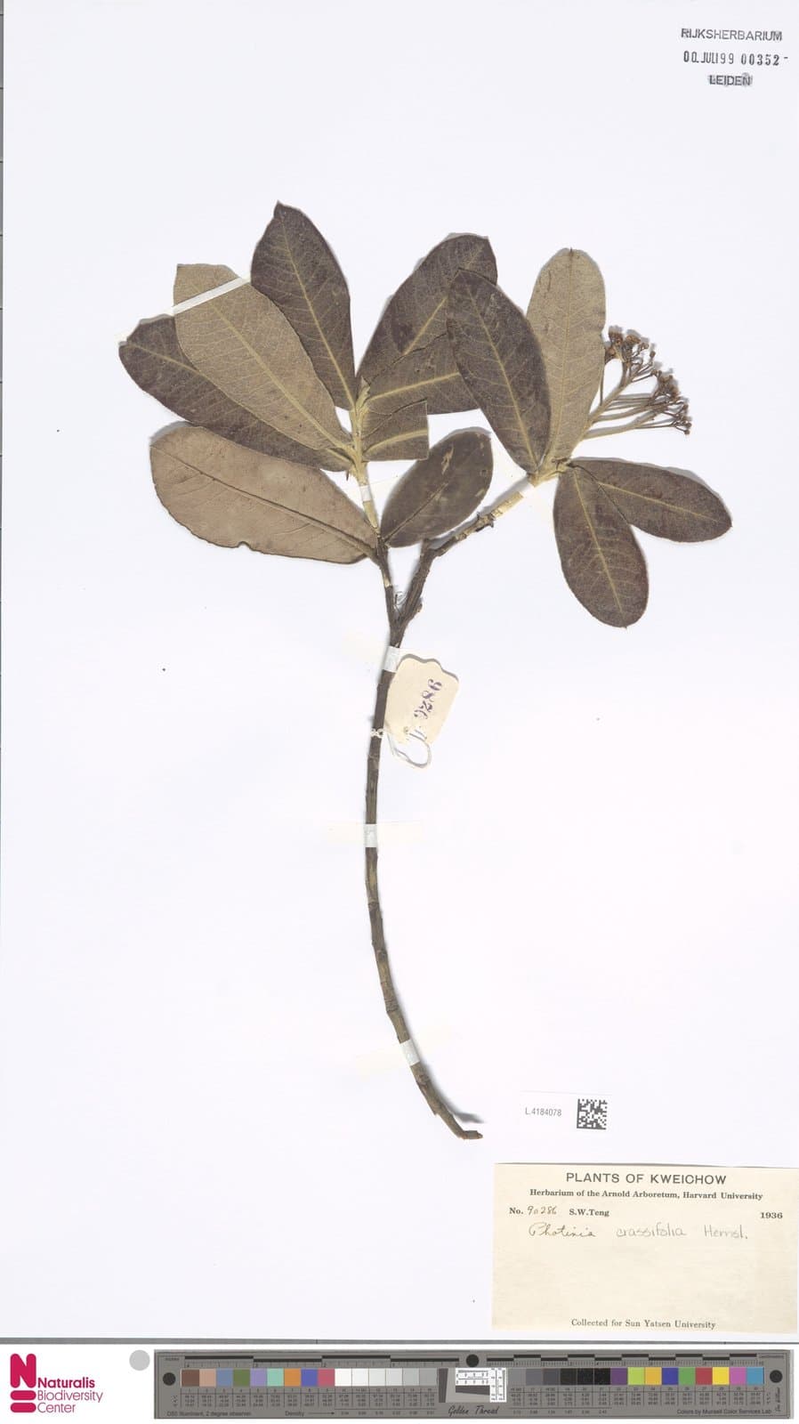 Photinia crassifolia H.Lév.